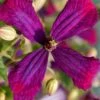 Sweet Summer Love Clematis - 1 Gallon Pot -Wilson Bros Garden clematis sweet summer love 6