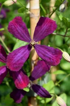 Sweet Summer Love Clematis - 1 Gallon Pot -Wilson Bros Garden clematis sweet summer love 7