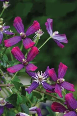 Sweet Summer Love Clematis - 1 Gallon Pot -Wilson Bros Garden clematis sweet summer love 8
