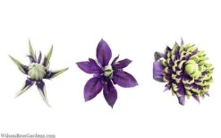 Taiga Clematis - 2 Gallon Pot -Wilson Bros Garden clematis taiga 24 2