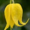 Tangutica Yellow Clematis - 1 Gallon Pot -Wilson Bros Garden clematis tanguitica 6