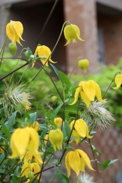 Tangutica Yellow Clematis - 1 Gallon Pot 19 Tangutica Yellow Clematis - 1 Gallon Pot -Wilson Bros Garden clematis tangutica 1