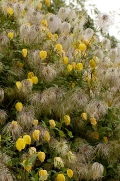 Tangutica Yellow Clematis - 1 Gallon Pot 15 Tangutica Yellow Clematis - 1 Gallon Pot -Wilson Bros Garden clematis tangutica flowers and seedheads