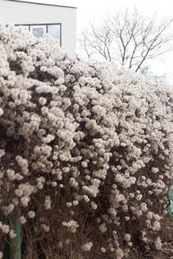 Tangutica Yellow Clematis - 1 Gallon Pot 18 Tangutica Yellow Clematis - 1 Gallon Pot -Wilson Bros Garden clematis tangutica seedheads winter