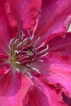 Garland Tekla Clematis - 1 Gallon Pot -Wilson Bros Garden clematis tekla 1 1