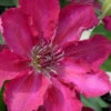 Garland Tekla Clematis - 1 Gallon Pot -Wilson Bros Garden clematis tekla 2