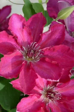 Garland Tekla Clematis - 1 Gallon Pot -Wilson Bros Garden clematis tekla 3