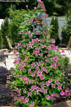 Duchess Of Albany Clematis - 1 Gallon Pot -Wilson Bros Garden clematis texensis duchess of albany 15 1