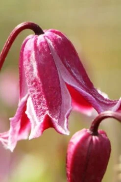 Etioile Rose Clematis - 1 Gallon Pot 12 Etioile Rose Clematis - 1 Gallon Pot -Wilson Bros Garden clematis texensis etoile rose 1