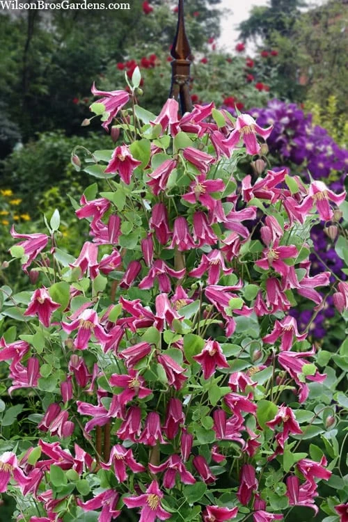 Etioile Rose Clematis - 1 Gallon Pot 8 Etioile Rose Clematis - 1 Gallon Pot - Image 6