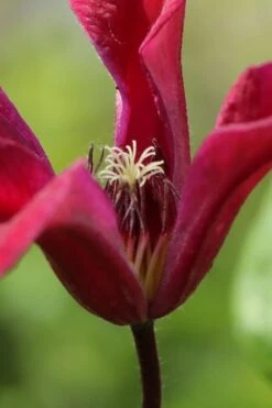 Gravetye Beauty Clematis - 1 Gallon Pot -Wilson Bros Garden clematis texensis gravetye beauty 1