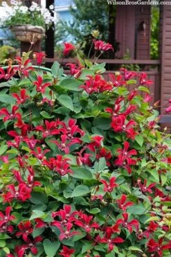 Gravetye Beauty Clematis - 1 Gallon Pot -Wilson Bros Garden clematis texensis gravetye beauty 10