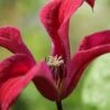 Gravetye Beauty Clematis - 1 Gallon Pot -Wilson Bros Garden clematis texensis gravetye beauty 2