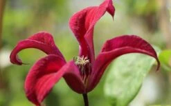 Gravetye Beauty Clematis - 1 Gallon Pot -Wilson Bros Garden clematis texensis gravetye beauty 4