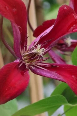 Gravetye Beauty Clematis - 1 Gallon Pot -Wilson Bros Garden clematis texensis gravetye beauty 6