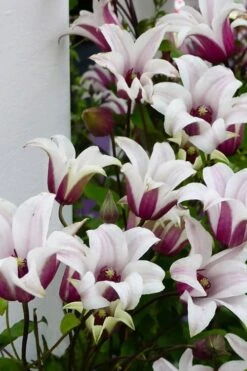 Princess Kate Clematis - 1 Gallon Pot 21 Princess Kate Clematis - 1 Gallon Pot -Wilson Bros Garden clematis texensis princess kate 15