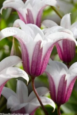 Princess Kate Clematis - 1 Gallon Pot 16 Princess Kate Clematis - 1 Gallon Pot -Wilson Bros Garden clematis texensis princess kate 23