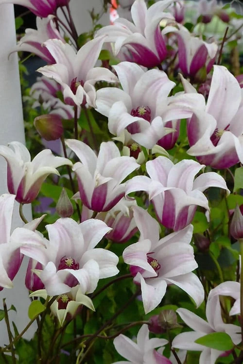 Princess Kate Clematis - 1 Gallon Pot 6 Princess Kate Clematis - 1 Gallon Pot - Image 4