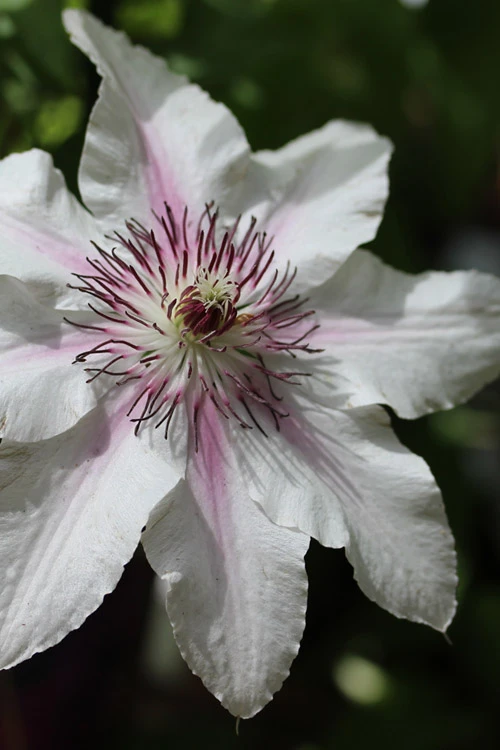 The Countess Of Wessex Clematis - 1 Gallon Pot 3 The Countess Of Wessex Clematis - 1 Gallon Pot