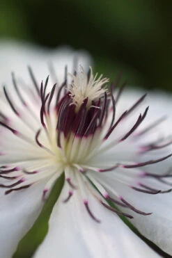 The Countess Of Wessex Clematis - 1 Gallon Pot 13 The Countess Of Wessex Clematis - 1 Gallon Pot -Wilson Bros Garden clematis the countess of wessex 4 1