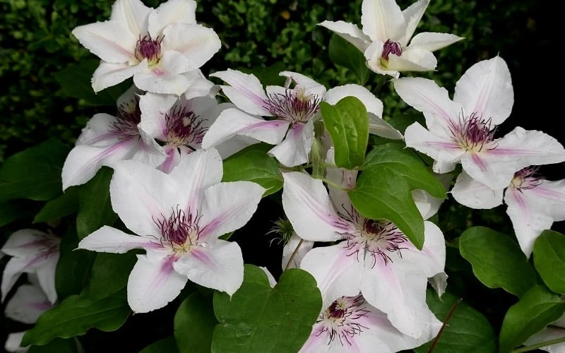 The Countess Of Wessex Clematis - 1 Gallon Pot 6 The Countess Of Wessex Clematis - 1 Gallon Pot - Image 4