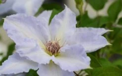 Tranquilite Clematis - 1 Gallon Pot 15 Tranquilite Clematis - 1 Gallon Pot -Wilson Bros Garden clematis tranquilete 1