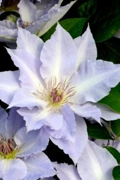 Tranquilite Clematis - 1 Gallon Pot 14 Tranquilite Clematis - 1 Gallon Pot -Wilson Bros Garden clematis tranquilete 3