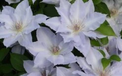 Tranquilite Clematis - 1 Gallon Pot 13 Tranquilite Clematis - 1 Gallon Pot -Wilson Bros Garden clematis tranquilete 4