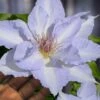 Tranquilite Clematis - 1 Gallon Pot 1 Tranquilite Clematis - 1 Gallon Pot -Wilson Bros Garden clematis tranquilite 12