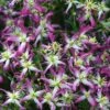 Rubromarginata Fragrant Clematis - 1 Gallon Pot -Wilson Bros Garden clematis triternata rubromarginata 4
