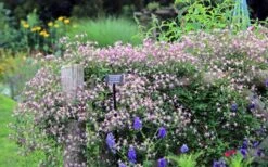 Rubromarginata Fragrant Clematis - 1 Gallon Pot 16 Rubromarginata Fragrant Clematis - 1 Gallon Pot -Wilson Bros Garden clematis triternata rubromarginata 6