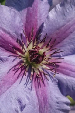 Tumaini Clematis - 1 Gallon Pot -Wilson Bros Garden clematis tumaini 3