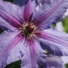 Tumaini Clematis - 1 Gallon Pot -Wilson Bros Garden clematis tumaini 4
