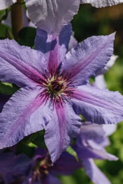 Tumaini Clematis - 1 Gallon Pot -Wilson Bros Garden clematis tumaini 5
