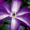 Venosa Violacea Clematis - 1 Gallon Pot -Wilson Bros Garden clematis venosa violacea 8