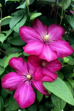 Ville De Lyon Clematis - 1 Gallon Pot -Wilson Bros Garden clematis ville de lyon 13 1