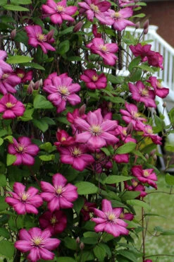 Ville De Lyon Clematis - 1 Gallon Pot -Wilson Bros Garden clematis ville de lyon 2 1
