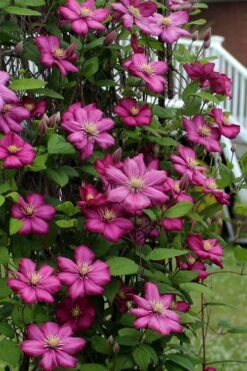 Ville De Lyon Clematis - 1 Gallon Pot -Wilson Bros Garden clematis ville de lyon 2
