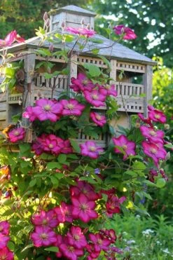 Ville De Lyon Clematis - 1 Gallon Pot -Wilson Bros Garden clematis ville de lyon 7