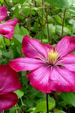 Ville De Lyon Clematis - 1 Gallon Pot