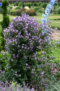 Violet Stardust Bush Clematis - 1 Gallon Pot -Wilson Bros Garden clematis violet stardust 1
