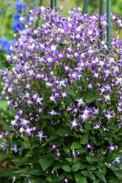 Violet Stardust Bush Clematis - 1 Gallon Pot -Wilson Bros Garden clematis violet stardust 2