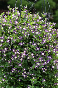 Violet Stardust Bush Clematis - 1 Gallon Pot -Wilson Bros Garden clematis violet stardust 3