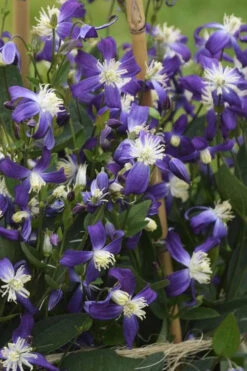 Violet Stardust Bush Clematis - 1 Gallon Pot -Wilson Bros Garden clematis violet stardust 4