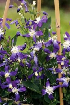 Violet Stardust Bush Clematis - 1 Gallon Pot -Wilson Bros Garden clematis violet stardust 5