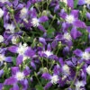 Violet Stardust Bush Clematis - 1 Gallon Pot -Wilson Bros Garden clematis violet stardust 6