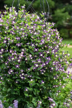 Violet Stardust Bush Clematis - 1 Gallon Pot -Wilson Bros Garden clematis violet stardust 7