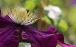 Warsaw Nike Clematis - 1 Gallon Pot 15 Warsaw Nike Clematis - 1 Gallon Pot -Wilson Bros Garden clematis warsaw nike 10
