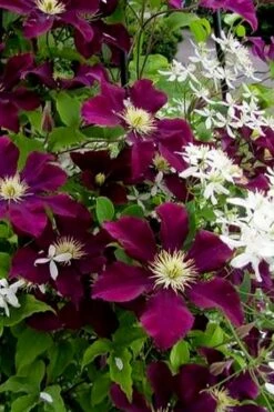 Warsaw Nike Clematis - 1 Gallon Pot 14 Warsaw Nike Clematis - 1 Gallon Pot -Wilson Bros Garden clematis warsaw nike 11