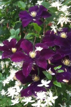 Warsaw Nike Clematis - 1 Gallon Pot 13 Warsaw Nike Clematis - 1 Gallon Pot -Wilson Bros Garden clematis warsaw nike 12